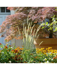Pennisetum villosum Cream Falls
