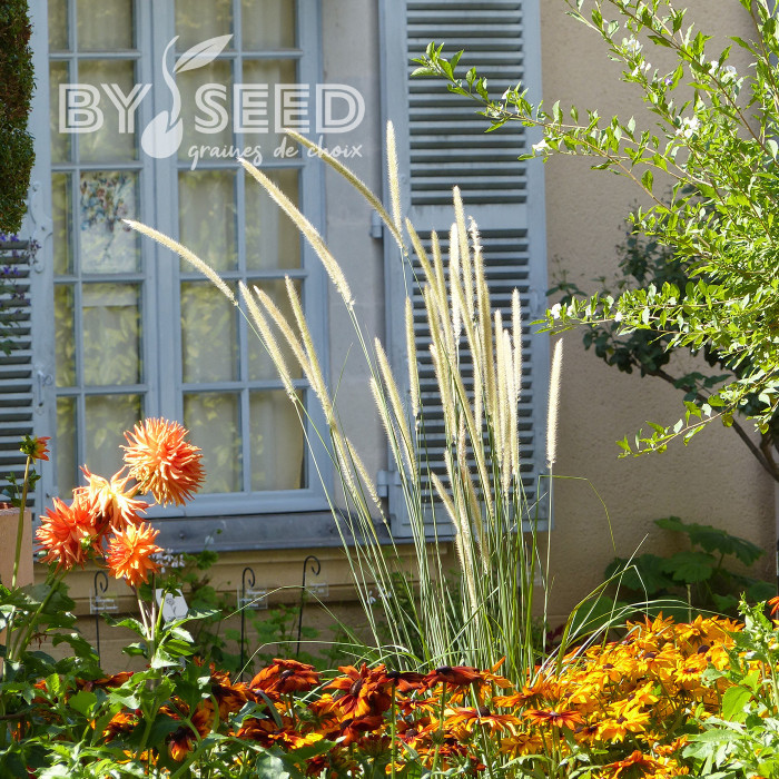 Pennisetum macrourum Tail Feathers
