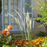Pennisetum macrourum Tail Feathers