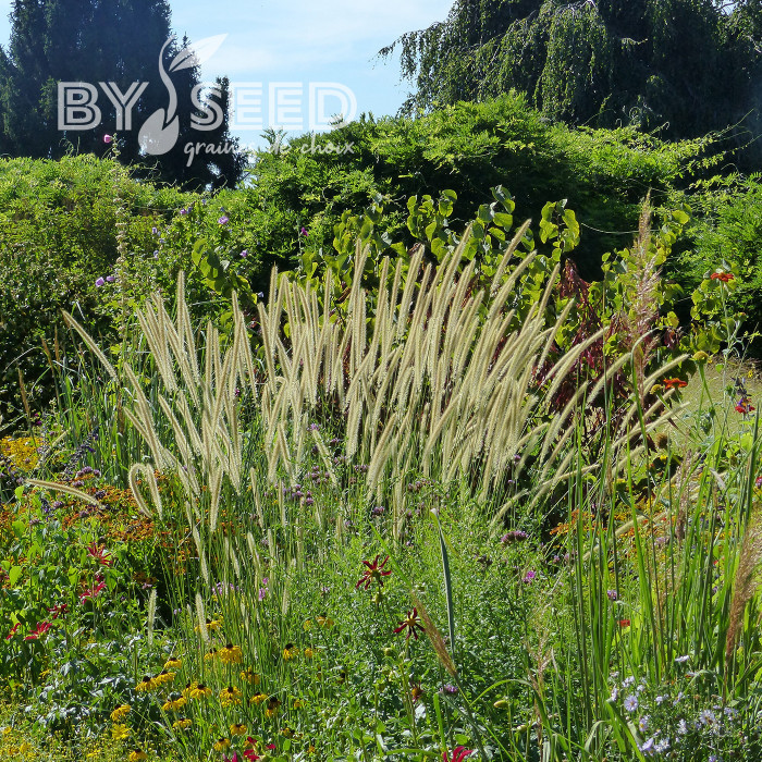Pennisetum macrourum Tail Feathers