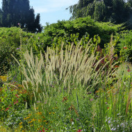 Pennisetum macrourum Tail Feathers