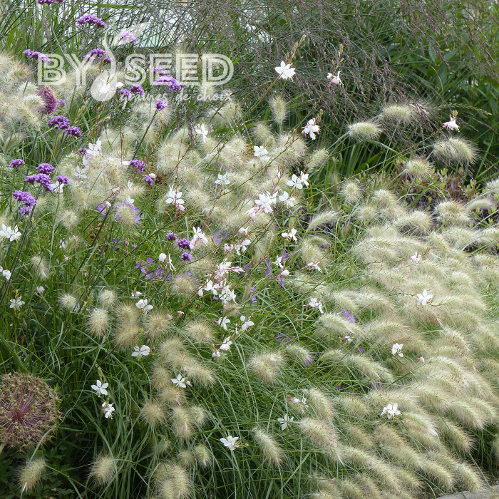 Pennisetum villosum Cream Falls