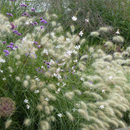 Pennisetum villosum Cream Falls