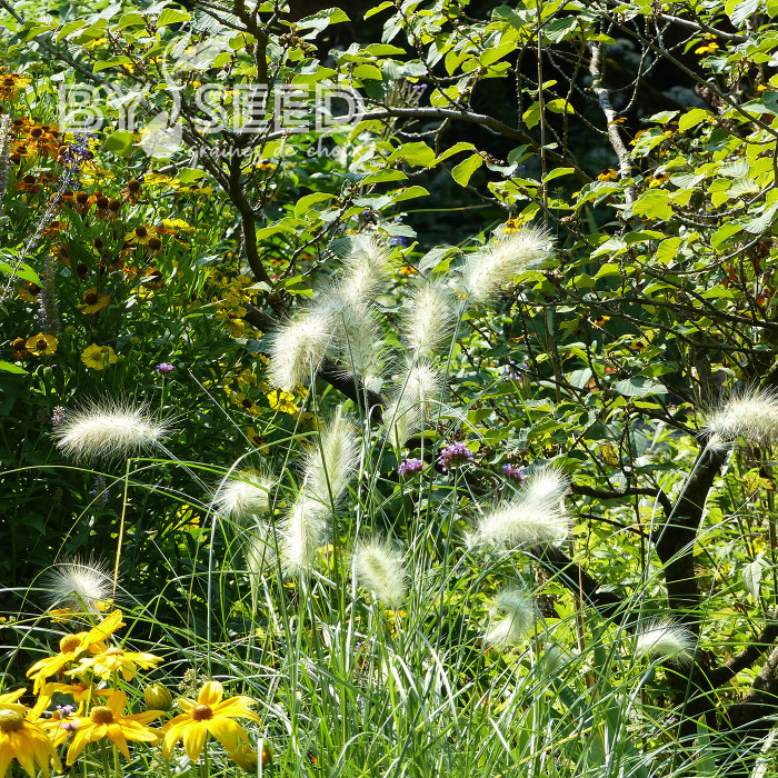 Pennisetum villosum Cream Falls
