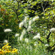 Pennisetum villosum Cream Falls
