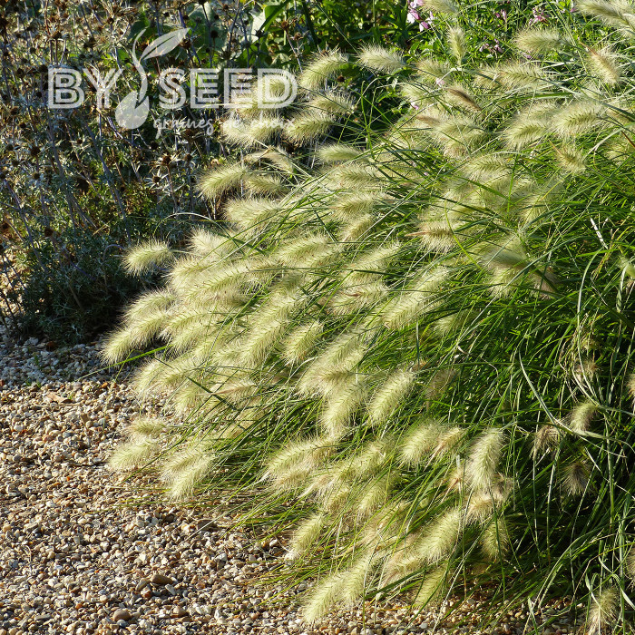 Pennisetum villosum Cream Falls
