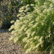 Pennisetum villosum Cream Falls