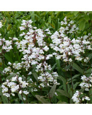Penstemon barbatus Twizzle Scarlet