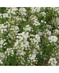 Calebasse (Gourde-bouteille) Dinosaur