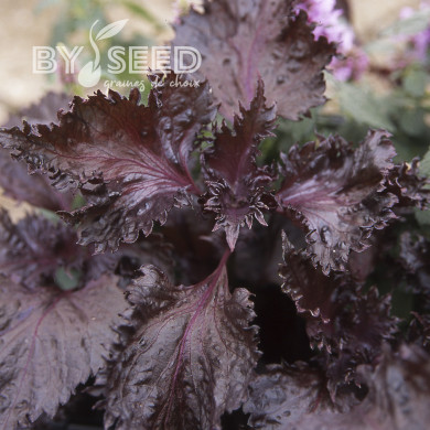 Perilla Shiso rouge