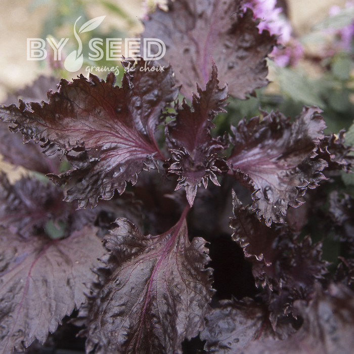 Perilla Shiso rouge