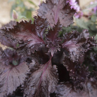 Perilla Shiso rouge