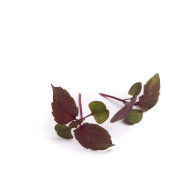 Perilla Shiso rouge