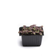 Perilla Shiso rouge
