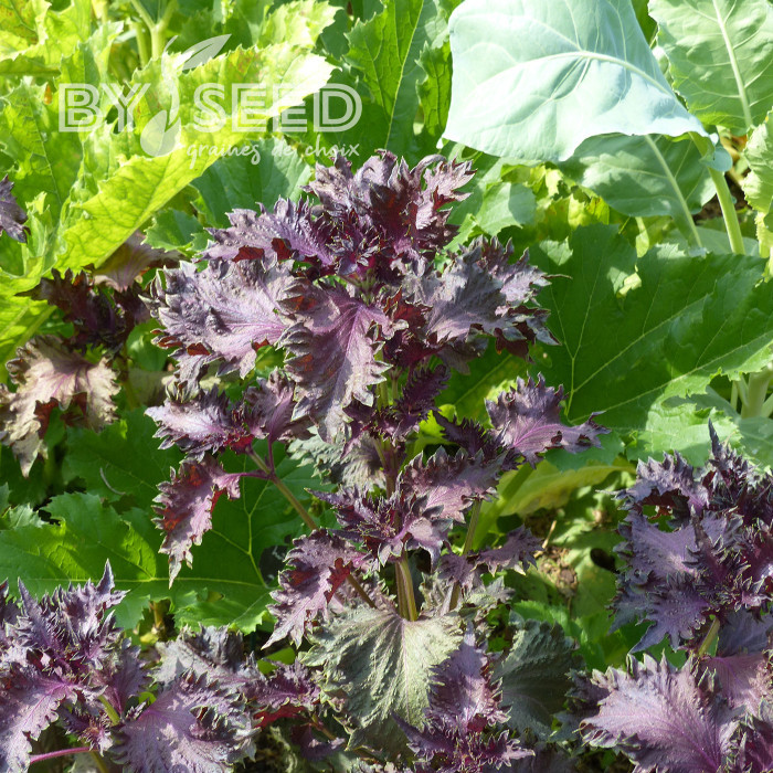 Perilla Shiso rouge