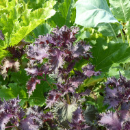Perilla Shiso rouge