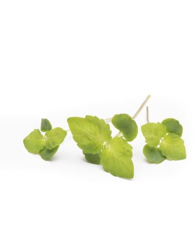 Perilla Shiso vert