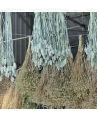 Perilla Shiso vert