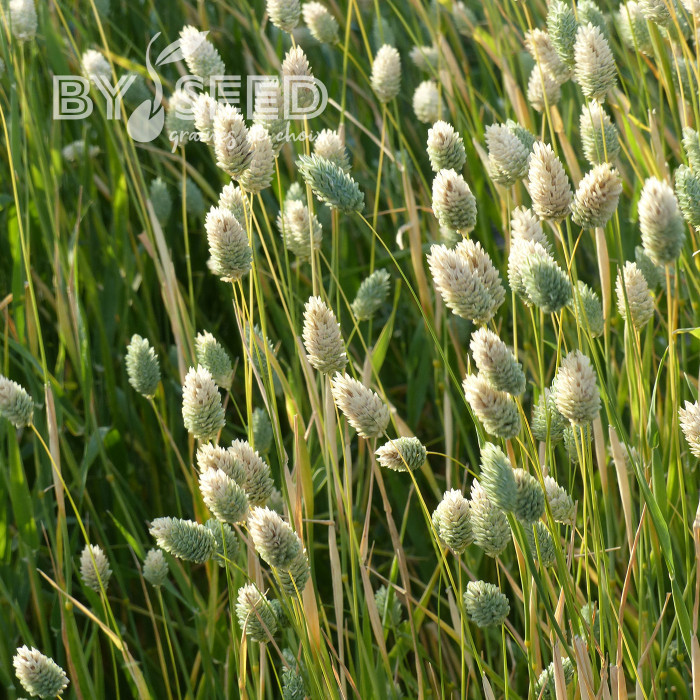 Phalaris des Canaries - Alpiste