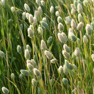 Phalaris des Canaries - Alpiste