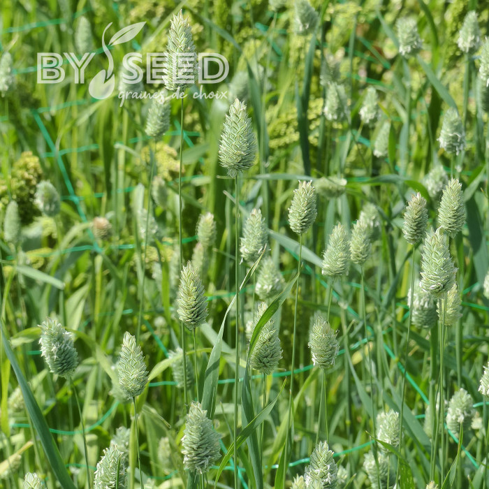Phalaris des Canaries - Alpiste