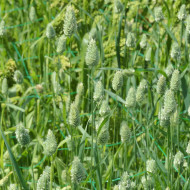 Phalaris des Canaries - Alpiste