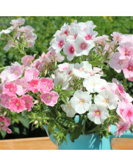 Phlox annuel Cherry Caramel