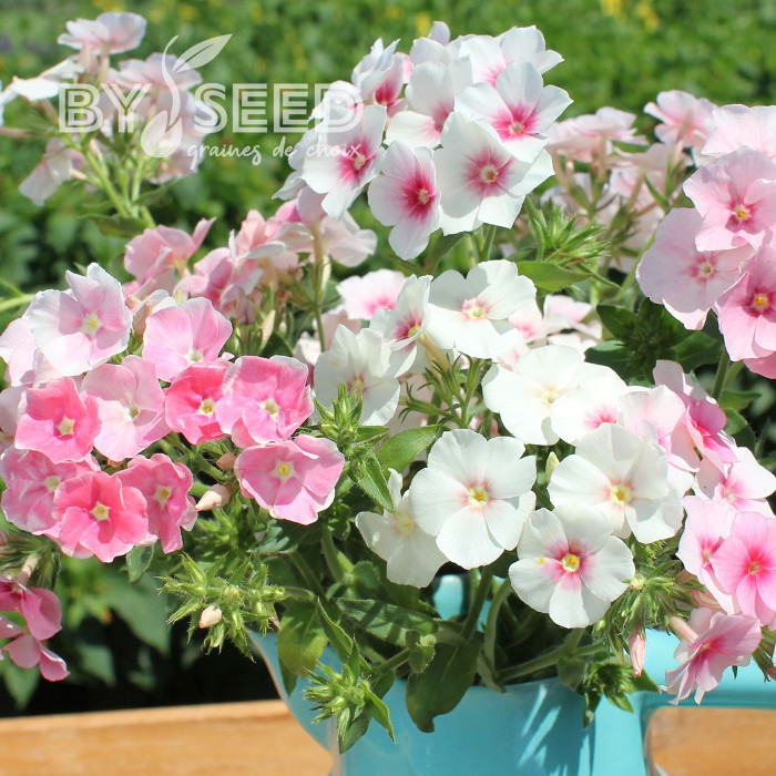 Phlox annuel Blushing Bride