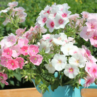Phlox annuel Blushing Bride