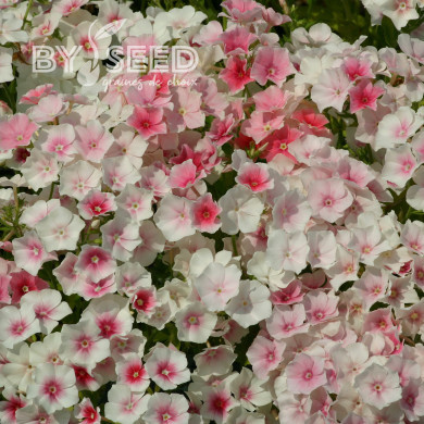 Phlox annuel Blushing Bride