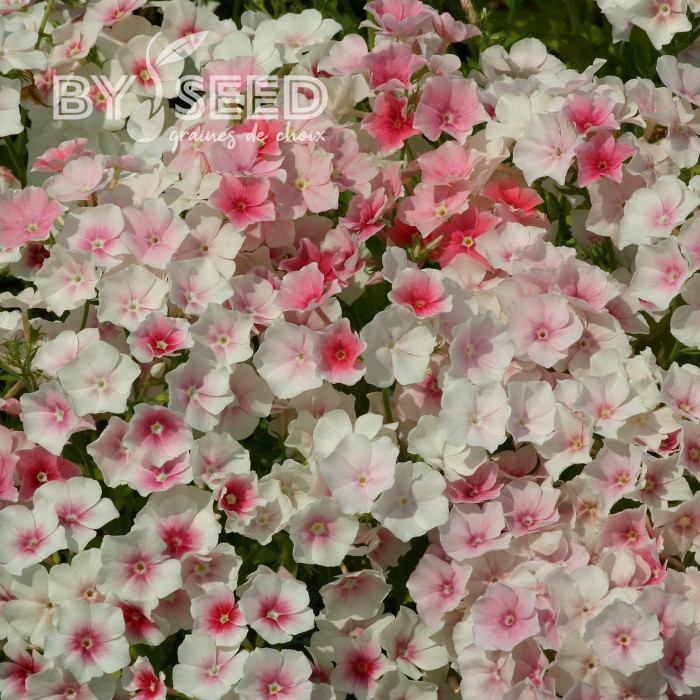 Phlox annuel Blushing Bride