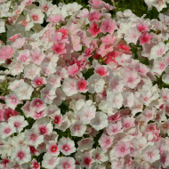 Phlox annuel Blushing Bride