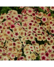 Phlox annuel Blushing Bride