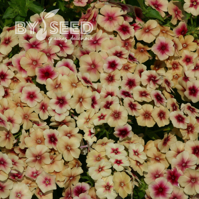 Phlox annuel Cherry Caramel
