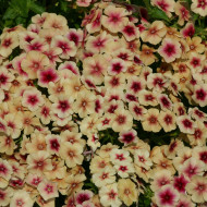 Phlox annuel Cherry Caramel