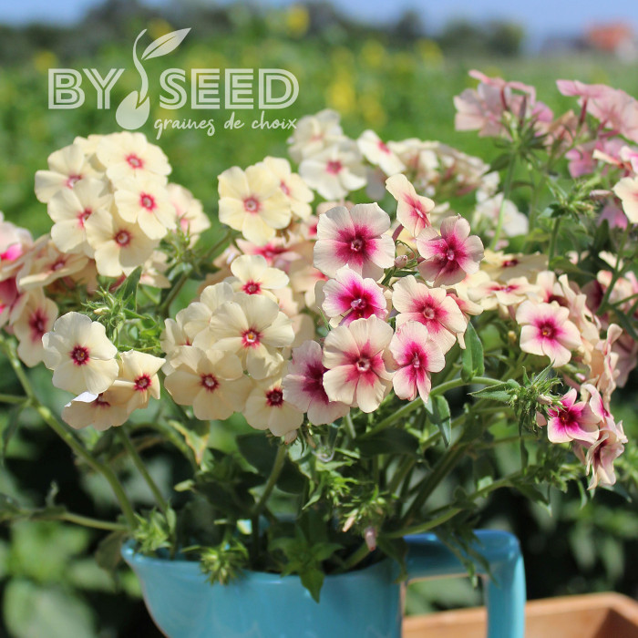 Phlox annuel Cherry Caramel