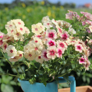 Phlox annuel Cherry Caramel