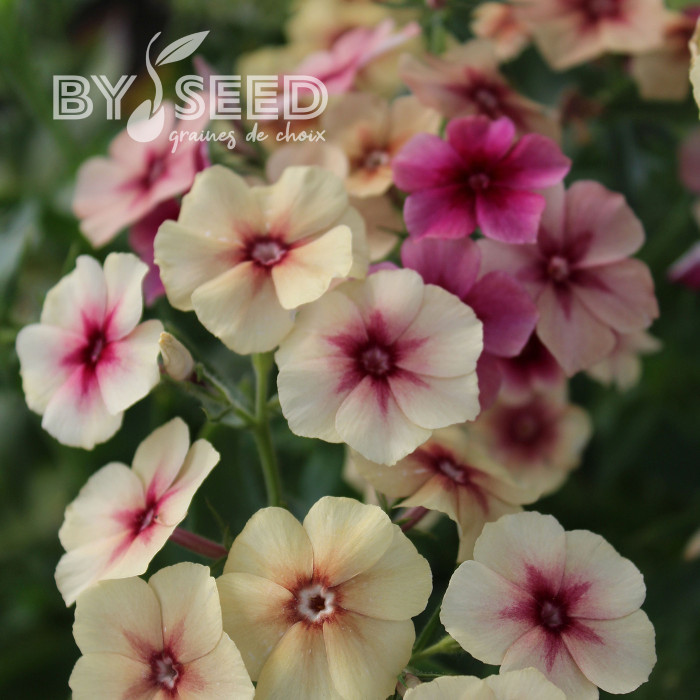 Phlox annuel Cherry Caramel