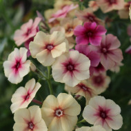 Phlox annuel Cherry Caramel