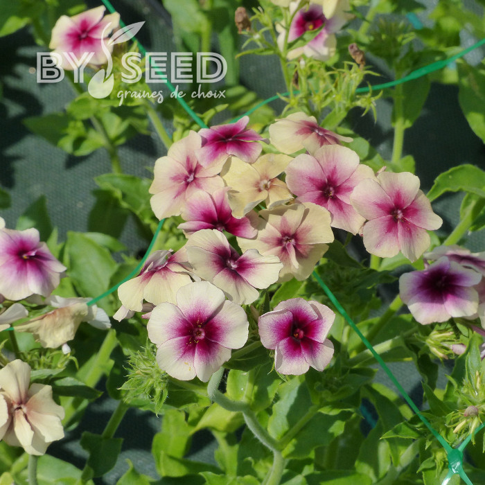 Phlox annuel Cherry Caramel