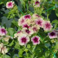 Phlox annuel Cherry Caramel