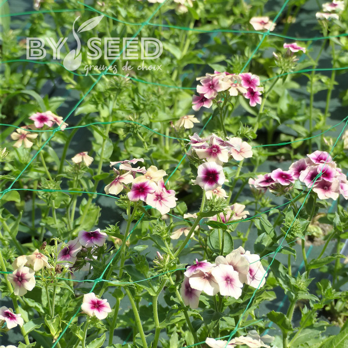 Phlox annuel Cherry Caramel