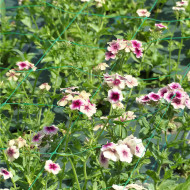 Phlox annuel Cherry Caramel