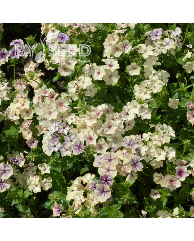 Phlox annuel Crème Brûlée