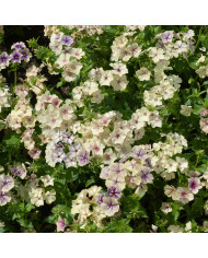 Phlox annuel Cherry Caramel