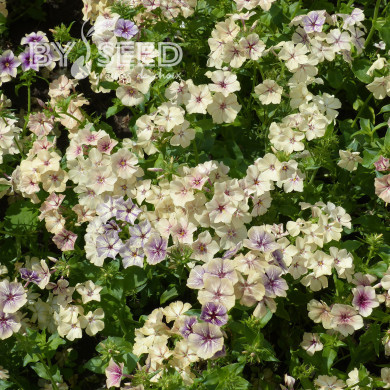 Phlox annuel Crème Brûlée