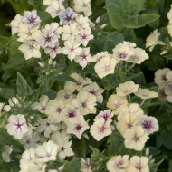 Phlox annuel Crème Brûlée