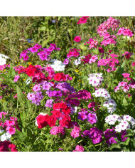 Phlox annuel Starry Eyes
