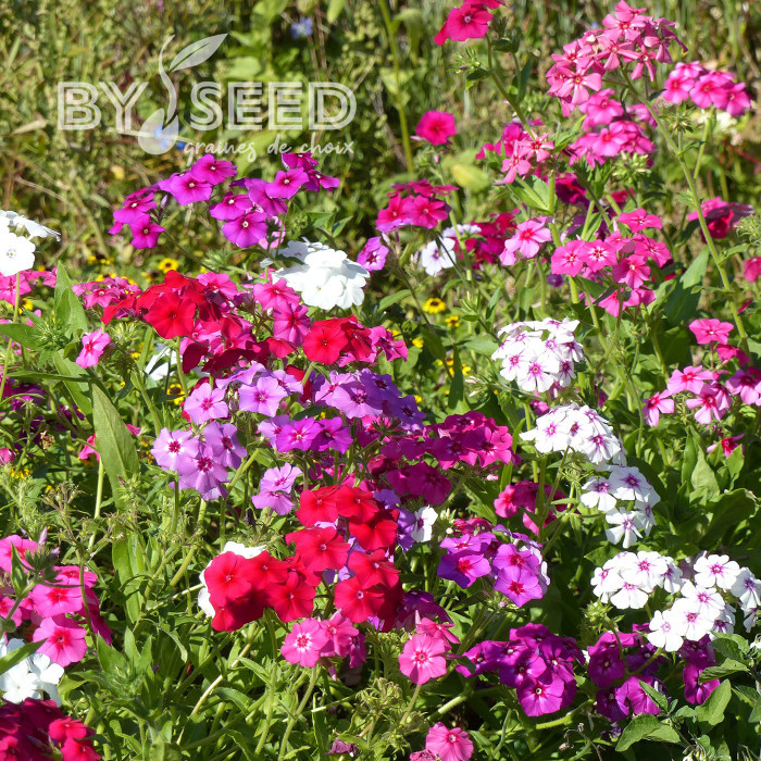 Phlox annuel Grandiflora Mix
