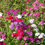 Phlox annuel Grandiflora Mix